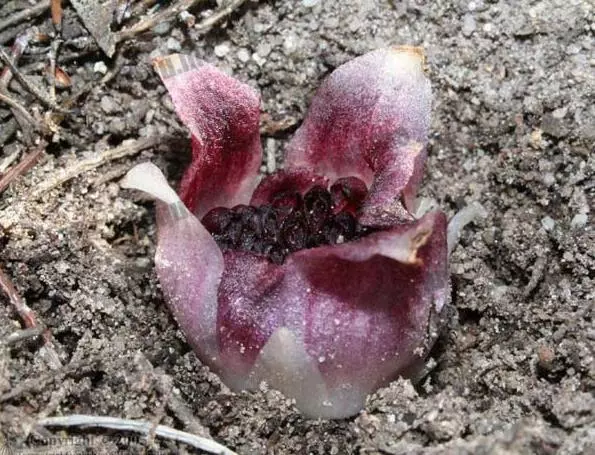 植物界的」異類「比如在土裡開花的長的像外星生物的植物