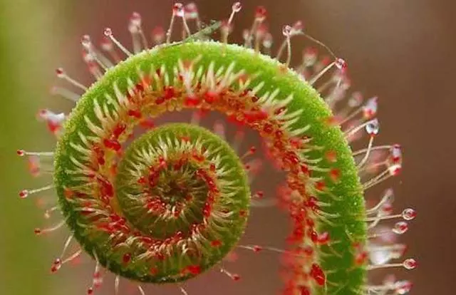 植物界的」異類「比如在土裡開花的長的像外星生物的植物