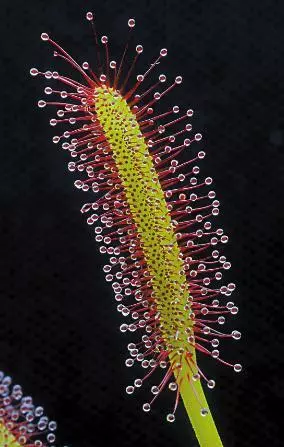 植物界的」異類「比如在土裡開花的長的像外星生物的植物
