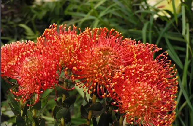 植物界的」異類「比如在土裡開花的長的像外星生物的植物