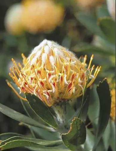 植物界的」異類「比如在土裡開花的長的像外星生物的植物