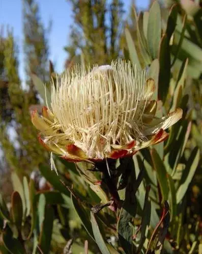 植物界的」異類「比如在土裡開花的長的像外星生物的植物