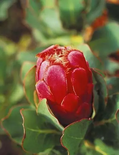 植物界的」異類「比如在土裡開花的長的像外星生物的植物
