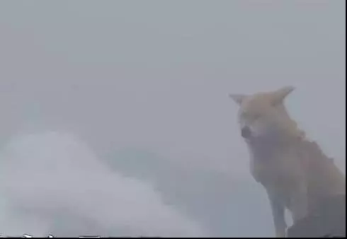 狗狗任憑風吹雨打,每天堅持守候在海邊,這一切背後都是為等老主人!