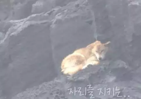 狗狗任憑風吹雨打,每天堅持守候在海邊,這一切背後都是為等老主人!