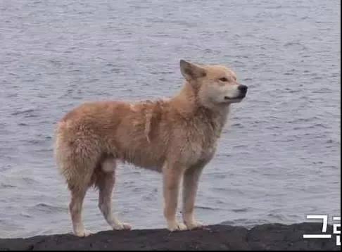 狗狗任憑風吹雨打,每天堅持守候在海邊,這一切背後都是為等老主人!