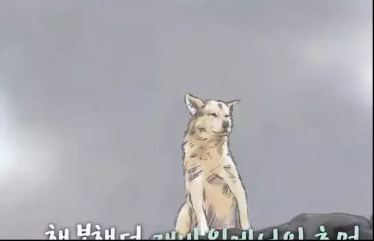 狗狗任憑風吹雨打,每天堅持守候在海邊,這一切背後都是為等老主人!