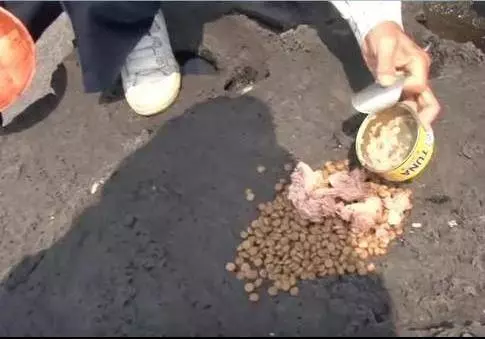 狗狗任憑風吹雨打,每天堅持守候在海邊,這一切背後都是為等老主人!