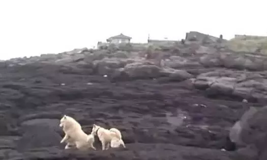 狗狗任憑風吹雨打,每天堅持守候在海邊,這一切背後都是為等老主人!