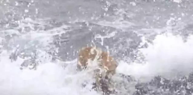 狗狗任憑風吹雨打,每天堅持守候在海邊,這一切背後都是為等老主人!