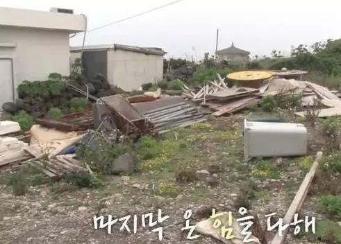 狗狗任憑風吹雨打,每天堅持守候在海邊,這一切背後都是為等老主人!