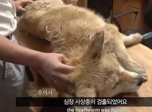 狗狗任憑風吹雨打,每天堅持守候在海邊,這一切背後都是為等老主人!