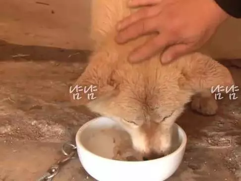 狗狗任憑風吹雨打,每天堅持守候在海邊,這一切背後都是為等老主人!
