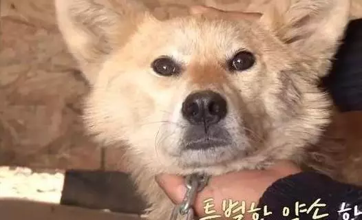 狗狗任憑風吹雨打,每天堅持守候在海邊,這一切背後都是為等老主人!