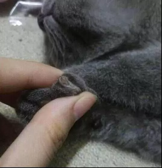 藍貓被主人送寵物店洗澡,十分鐘收到照片,主人頓時火冒三丈:窩裡橫的傢伙!