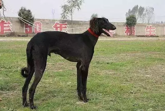 速度最快的一種獵犬。骨瘦如柴卻稱霸四方