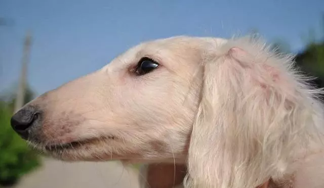 速度最快的一種獵犬。骨瘦如柴卻稱霸四方