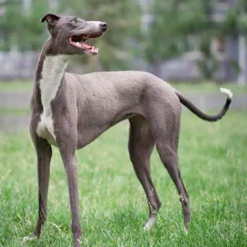 速度最快的一種獵犬。骨瘦如柴卻稱霸四方