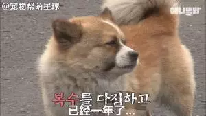 為了復仇,小狗苦等一年多,終於找到機會,結局卻又慘又好笑