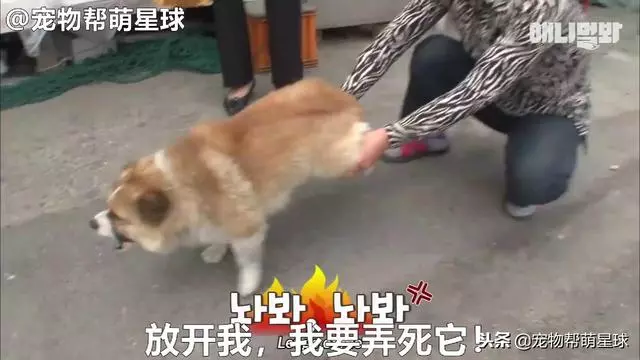 為了復仇,小狗苦等一年多,終於找到機會,結局卻又慘又好笑