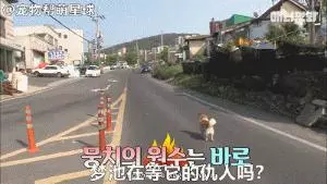 為了復仇,小狗苦等一年多,終於找到機會,結局卻又慘又好笑