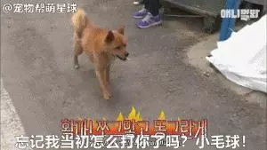 為了復仇,小狗苦等一年多,終於找到機會,結局卻又慘又好笑