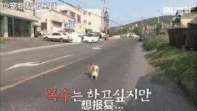 為了復仇,小狗苦等一年多,終於找到機會,結局卻又慘又好笑