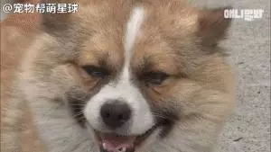 為了復仇,小狗苦等一年多,終於找到機會,結局卻又慘又好笑
