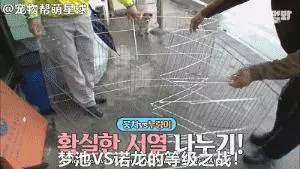 為了復仇,小狗苦等一年多,終於找到機會,結局卻又慘又好笑