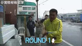 為了復仇,小狗苦等一年多,終於找到機會,結局卻又慘又好笑