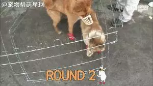 為了復仇,小狗苦等一年多,終於找到機會,結局卻又慘又好笑