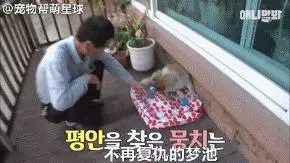為了復仇,小狗苦等一年多,終於找到機會,結局卻又慘又好笑