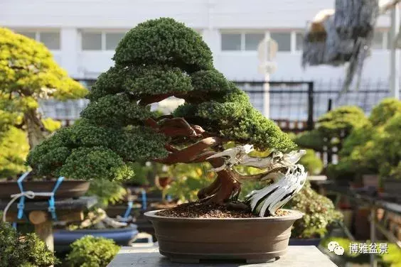 「柏」趣橫生 ~~~
