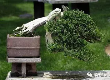 「柏」趣橫生 ~~~