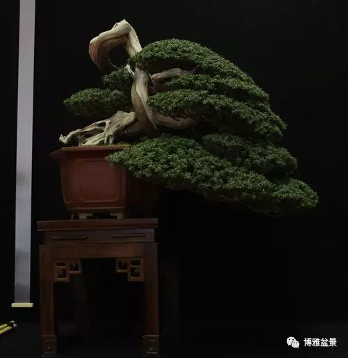 「柏」趣橫生 ~~~