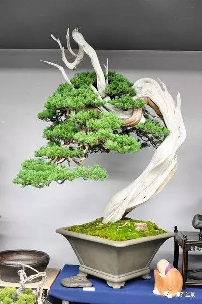 「柏」趣橫生 ~~~