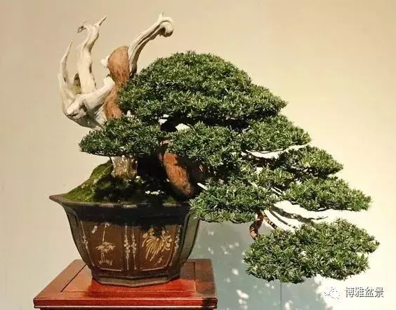 「柏」趣橫生 ~~~