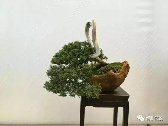 「柏」趣橫生 ~~~