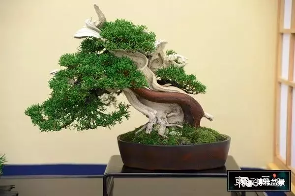 「柏」趣橫生 ~~~