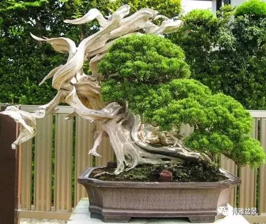 「柏」趣橫生 ~~~