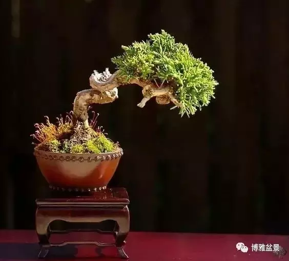 「柏」趣橫生 ~~~