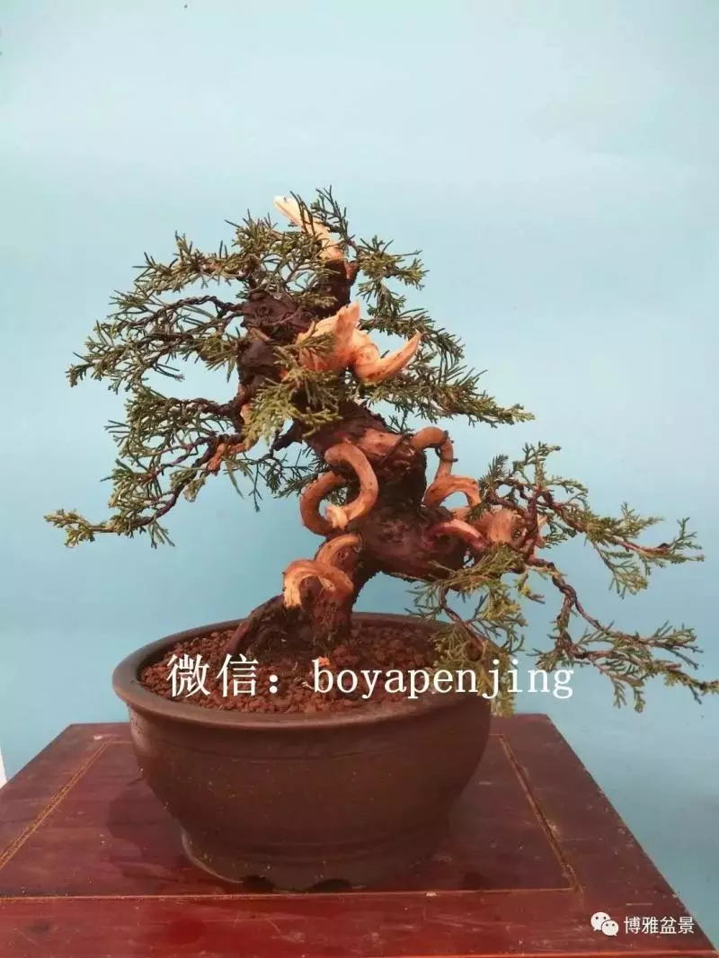 「柏」趣橫生 ~~~