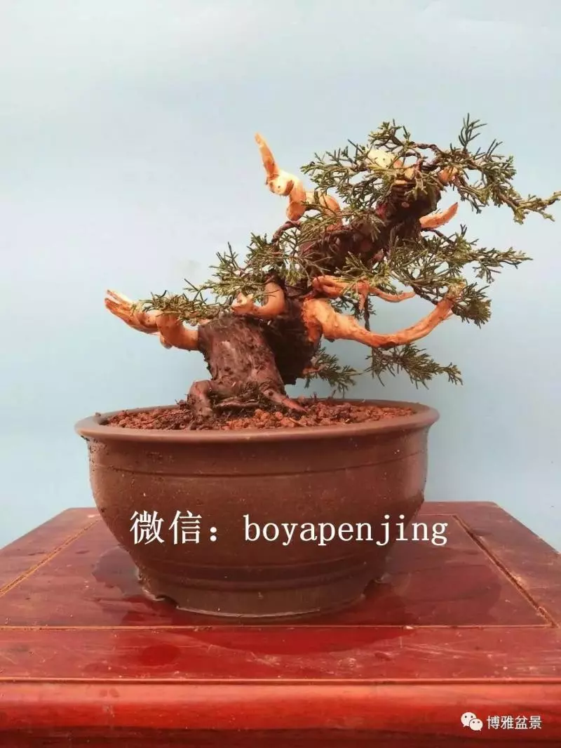 「柏」趣橫生 ~~~