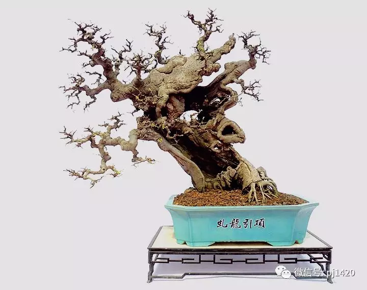 醜樹樁也能成美景!