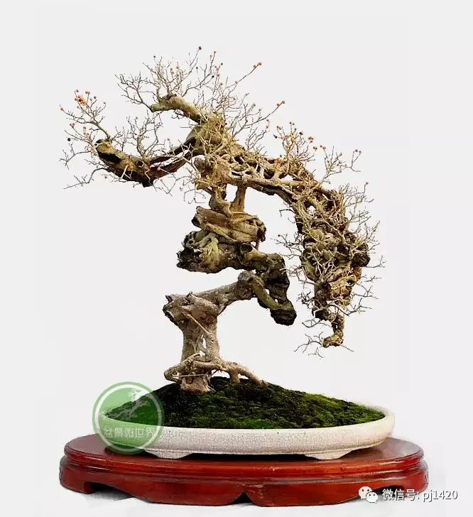 醜樹樁也能成美景!