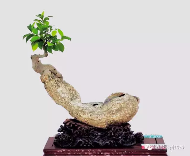 醜樹樁也能成美景!