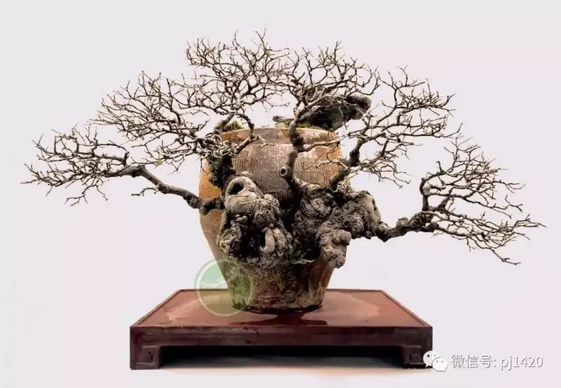 醜樹樁也能成美景!
