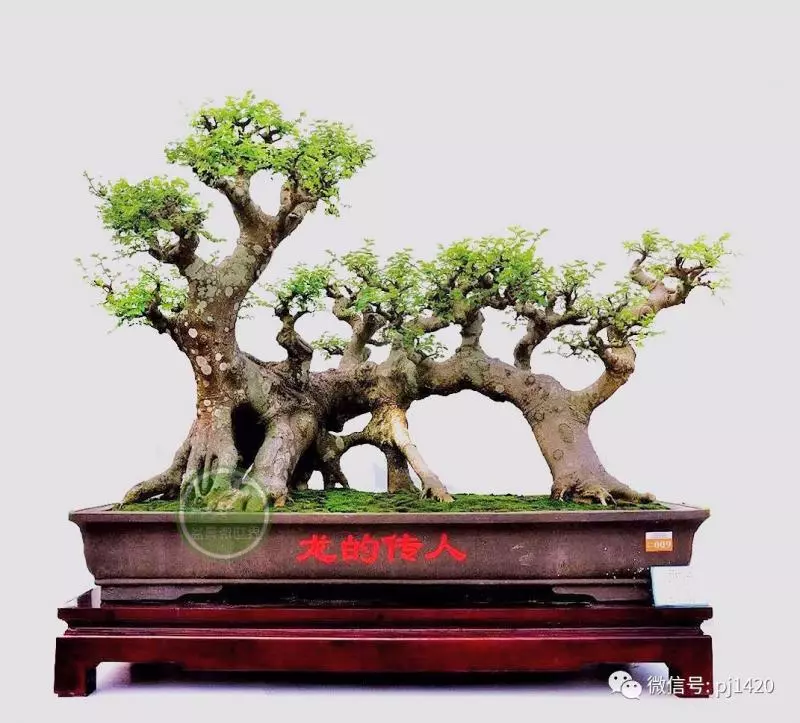 醜樹樁也能成美景!