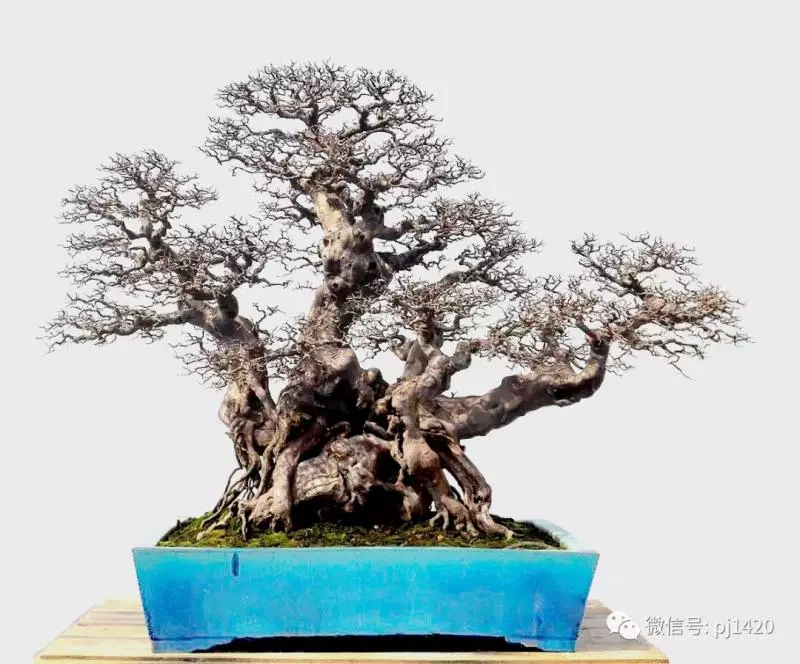 醜樹樁也能成美景!