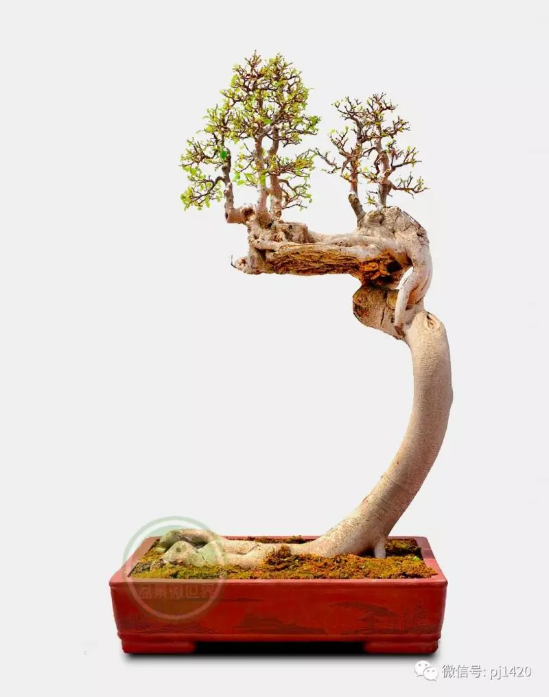 醜樹樁也能成美景!